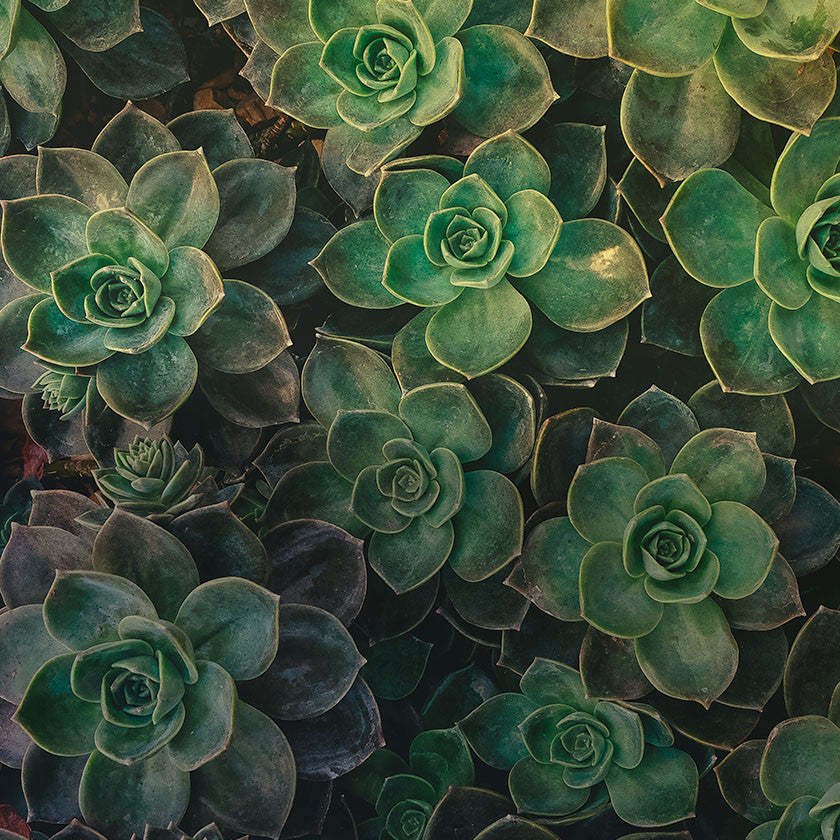 An Element of Texture